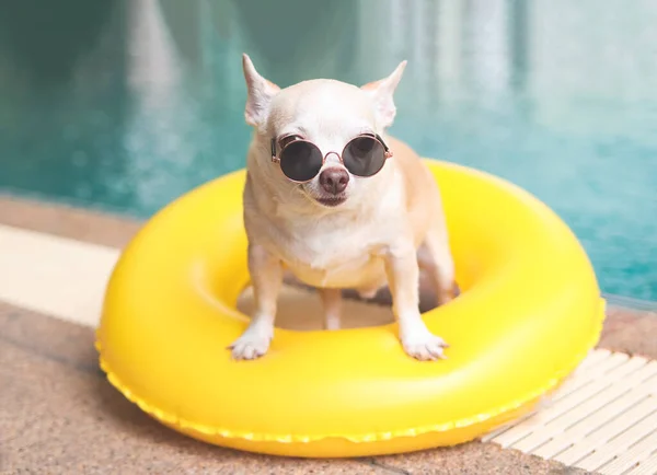 Portret Brązowymi Krótkimi Włosami Pies Chihuahua Noszący Okulary Przeciwsłoneczne Stojący — Zdjęcie stockowe