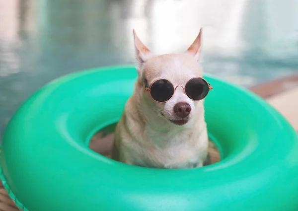 Portret Brązowych Krótkich Włosów Psa Chihuahua Noszącego Okulary Przeciwsłoneczne Siedzącego — Zdjęcie stockowe