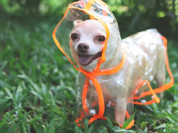 Portrait of chihuahua dog wearing orange and transparent rain coat hood standing  on green grass in the garden. smiling with his tongue out, looking at camera.