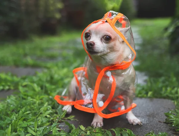 Portrait of brown short hair chihuahua dog wearing rain coat hood sitting  on wet cement tile  in the garden, looking at camera.