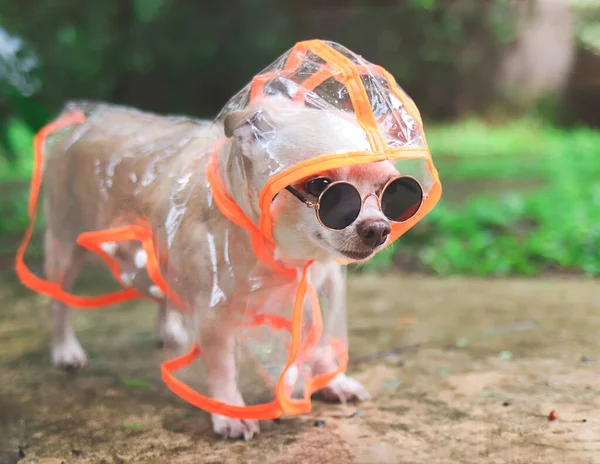 Porträt Eines Braunen Kurzhaarigen Chihuahua Hundes Mit Sonnenbrille Und Regenmantel — Stockfoto