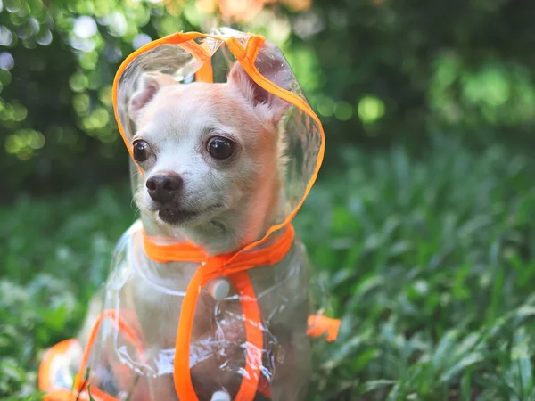 Portrait of brown short hair chihuahua dog wearing rain coat hood sitting on green grass in the garden. looking away curiously.