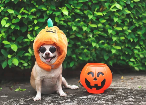 Portrait Brown Short Hair Chihuahua Dog Wearing Sunglasses Halloween Pumpkin — Stock Photo, Image