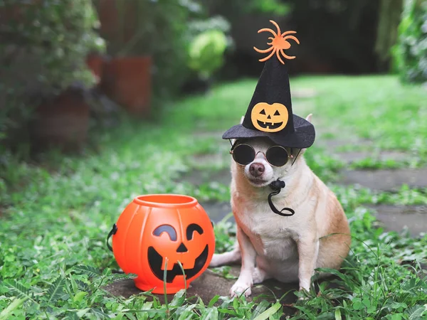 Porträtt Kort Hår Chihuahua Hund Bär Solglasögon Och Halloween Häxa — Stockfoto