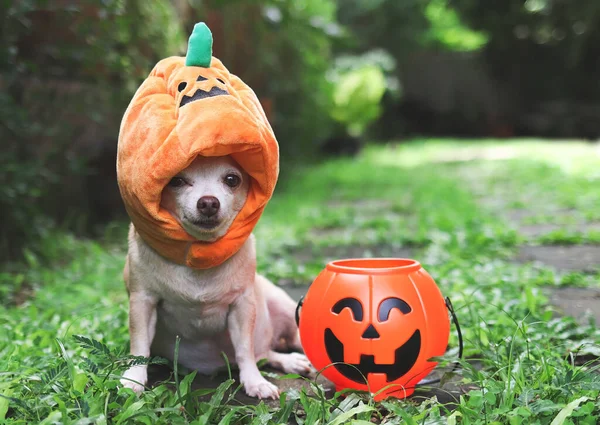 Porträtt Brunt Kort Hår Chihuahua Hund Bär Halloween Pumpa Hatt — Stockfoto