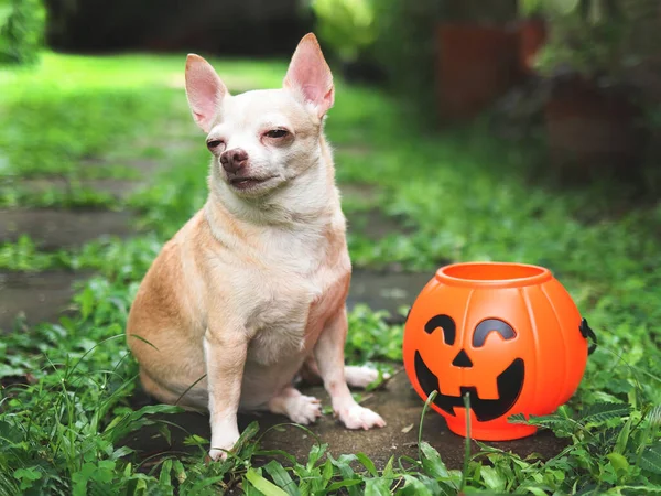 Portrait Short Hair Chihuahua Dog Sitting Cement Tile Garden Plastic — Stock Photo, Image