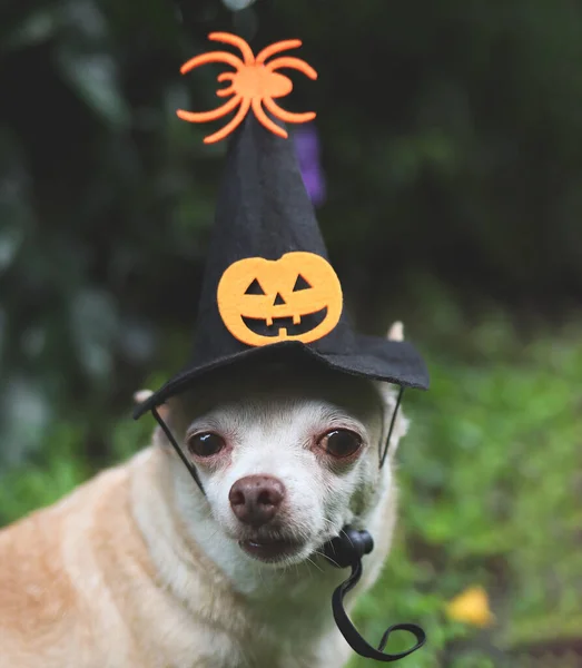 Close Image Brown Short Hair Chihuahua Dog Wearing Halloween Witch — Stock Photo, Image