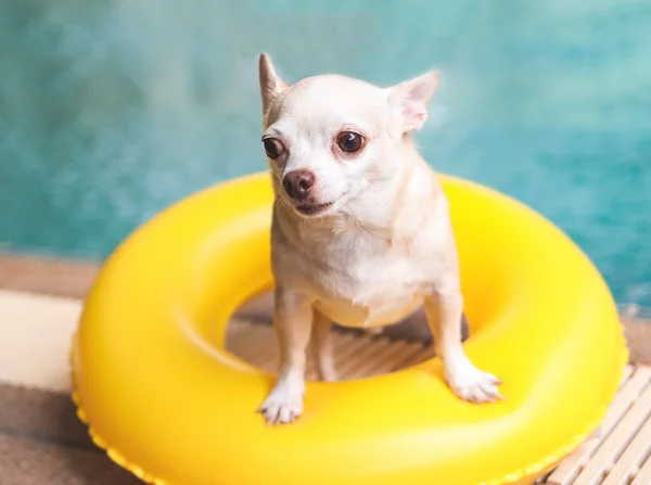 Portret Brązowych Krótkich Włosów Pies Chihuahua Stojący Żółtym Pierścieniu Pływackim — Zdjęcie stockowe