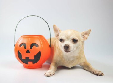 Kahverengi kısa saçlı Chihuahua köpeğinin portresi beyaz arka planda plastik cadılar bayramı balkabağı kovası ile yatıyor. Evcil hayvan ve Cadılar Bayramı konsepti