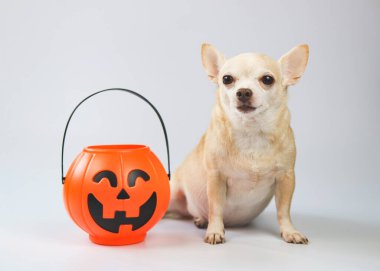 Kahverengi kısa saçlı Chihuahua köpeğinin portresi beyaz arka planda plastik cadılar bayramı balkabağı kovası ile oturuyor. Evcil hayvan ve Cadılar Bayramı konsepti