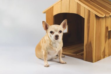 Kahverengi kısa saçlı Chihuahua köpeği portresi ahşap köpek evinin önünde oturuyor, beyaz arka planda izole edilmiş kameraya bakıyor..