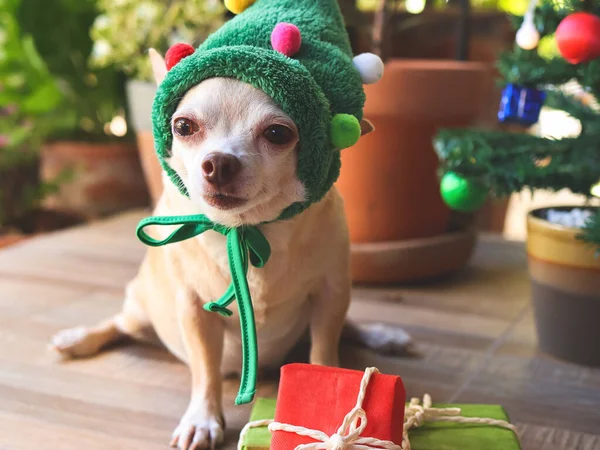 Портрет Коротких Волос Чихуахуа Собака Шляпе Рождественской Елки Сидя Красными — стоковое фото