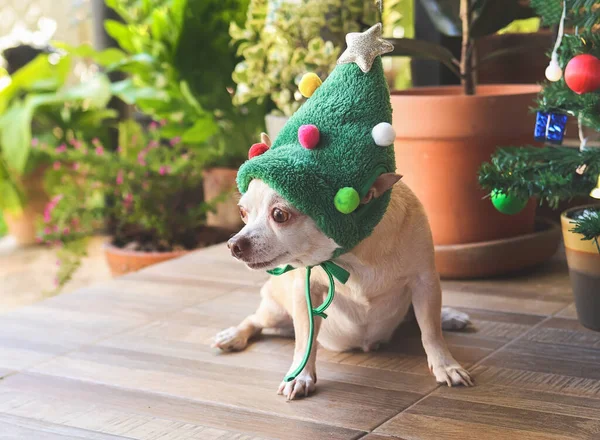 Kurzhaariger Chihuahua Hund Mit Weihnachtsbaumhut Sitzend Und Wegschauend Grüner Garten — Stockfoto