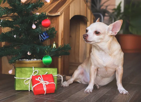 Retrato Perro Chihuahua Pelo Corto Sentado Frente Casa Perro Madera —  Fotos de Stock