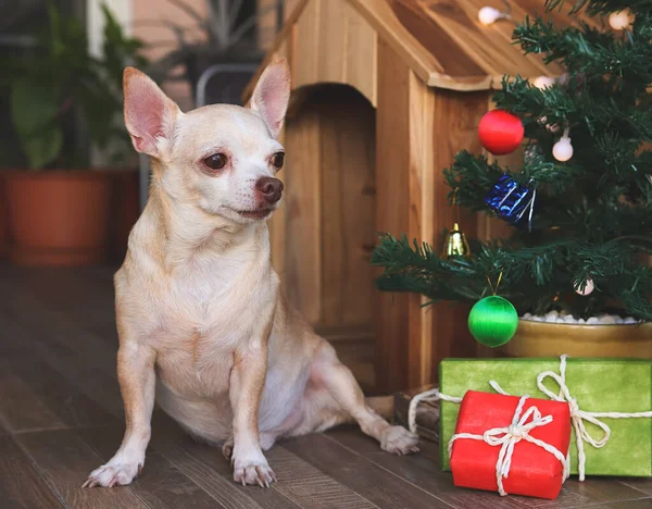 Portrait of short hair Chihuahua dog sitting  in front of wooden dog\'s house with christmas tree and gift boxes, looking away.