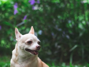 Bahçedeki yeşil çimlerin üzerinde oturan sevimli kahverengi saçlı chihuahua köpeğinin yakın plan görüntüsü, gülümsüyor ve merakla geriye bakıyor. Boşluğu kopyala.