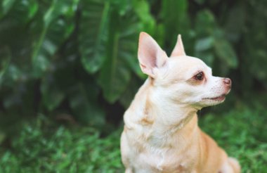 Bahçedeki yeşil çimlerin üzerinde oturan sevimli kahverengi saçlı chihuahua köpeğinin yakın plan görüntüsü..