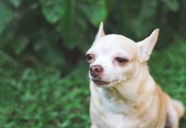Bahçedeki yeşil çimlerde oturan üzgün bir chihuahua köpeği gözlerinde yaşlarla ağlıyor..