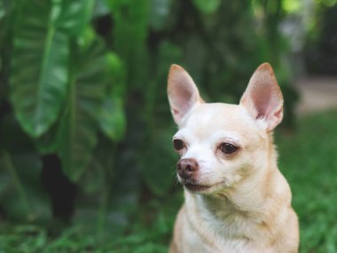Bahçedeki yeşil çimlerin üzerinde oturan sevimli kahverengi kısa saçlı chihuahua köpeğinin resmini yakından çek, merakla başka yere bak. Boşluğu kopyala.