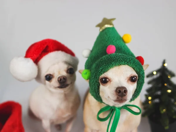 Переднем Плане Изображение Двух Чихуахуа Собак Шляпе Рождественской Елки Шляпе — стоковое фото