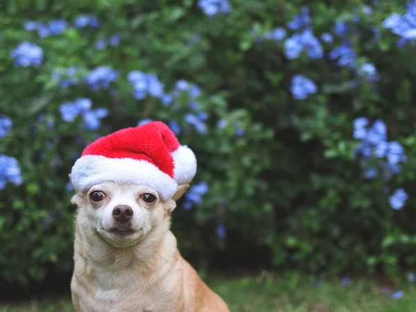 Nahaufnahme Eines Braunen Chihuahua Hundes Mit Kurzen Haaren Und Weihnachtsmannmütze — Stockfoto