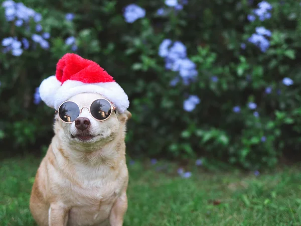 Portrait of brown  short hair Chihuahua dog wearing sunglasses and  Santa Claus hat sitting on green grass in the garden with purple flowers background, copy space, looking at camera. Christmas and New year celebration.