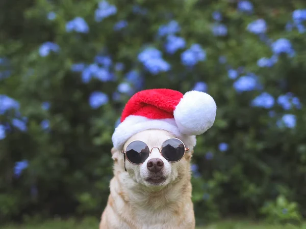 Primer Plano Imagen Pelo Corto Marrón Perro Chihuahua Con Gafas —  Fotos de Stock