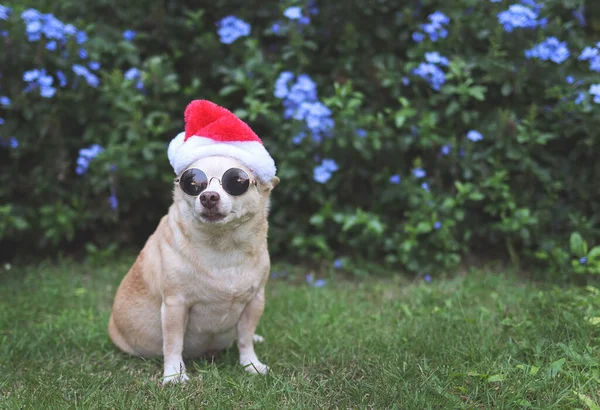 Porträt Eines Braunen Kurzhaarigen Chihuahua Hundes Mit Sonnenbrille Und Nikolausmütze — Stockfoto