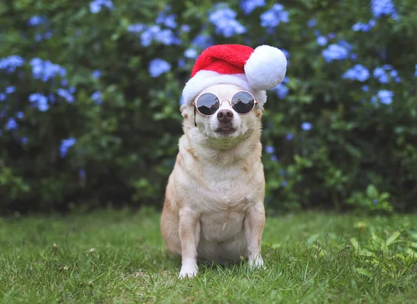 Retrato Perro Chihuahua Marrón Con Gafas Sol Sombrero Santa Claus —  Fotos de Stock