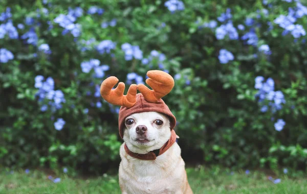 Nahaufnahme Eines Braunen Chihuahua Hundes Mit Rentierhornmütze Der Auf Grünem — Stockfoto