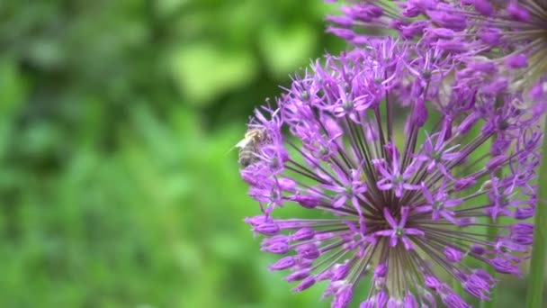 Pszczoła przelatuje nad kwiatami na tle trawy — Wideo stockowe