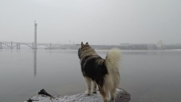 Malamute Husky Hund steht auf dem Fluss im Nebel und Schnee fällt ins Wasser — Stockvideo