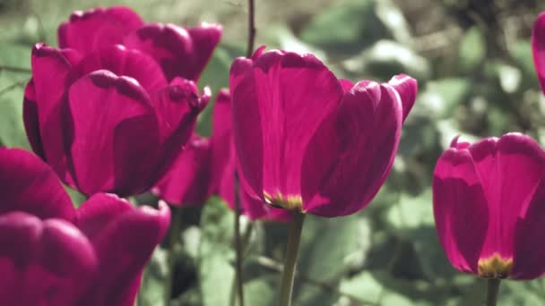 Цветущие цветки тюльпана на ветру — стоковое видео