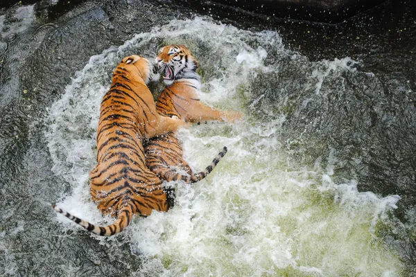 Tigres juegan a la lucha en el agua — Foto de Stock