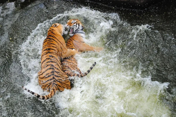 Tigres juegan a la lucha en el agua Fotos De Stock