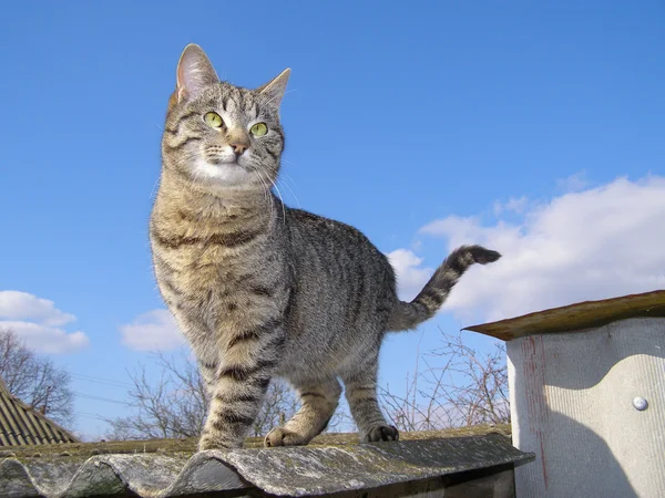 Katze steht gegen den Himmel lizenzfreie Stockfotos