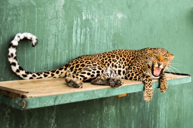 kızgın leopardess