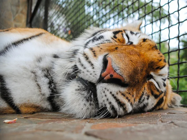 Hocico de tigre dormido — Foto de Stock