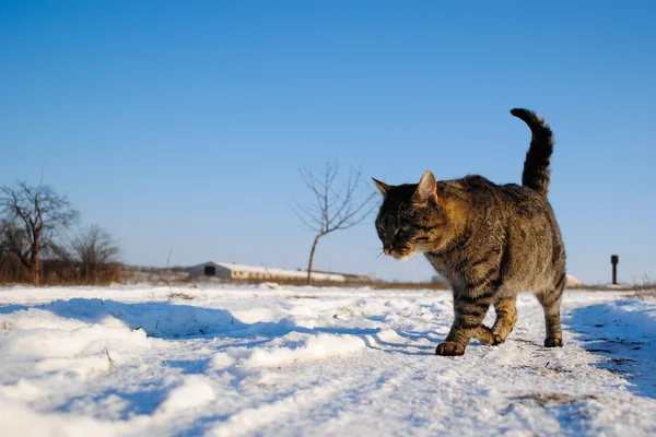 Katze auf Schnee — Stockfoto