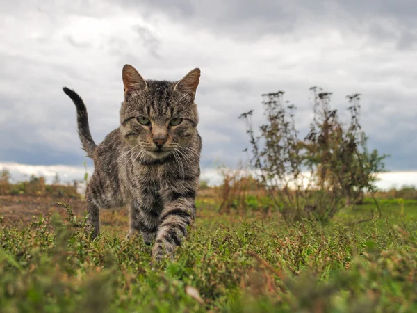 Caminando gato en hierba Imágenes de stock libres de derechos