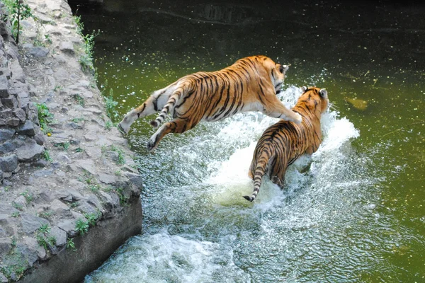 Tiger springt auf Tiger im Wasser Stockbild