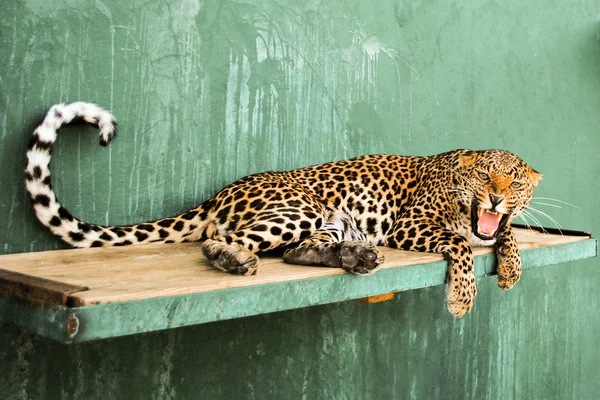 Wütende Leopardin Stockfoto