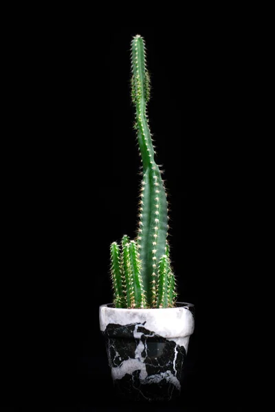 Kaktus ciemny czarny tło. — Zdjęcie stockowe
