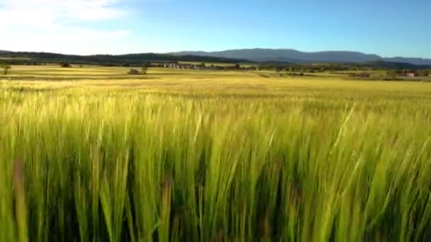 Camera gaat in het gras en spikes veld landschap met wind in de zomer. — Stockvideo
