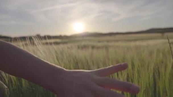 Hand floating over grass and spikes field with the light of sunset in summer. — Stock Video