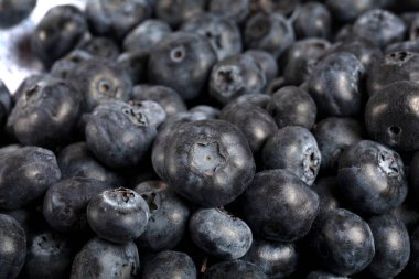 Macro close up of unwashed blueberries. 