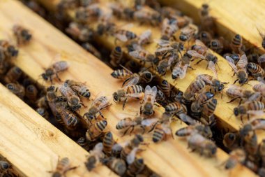 A bee colony on natural honeycomb. 