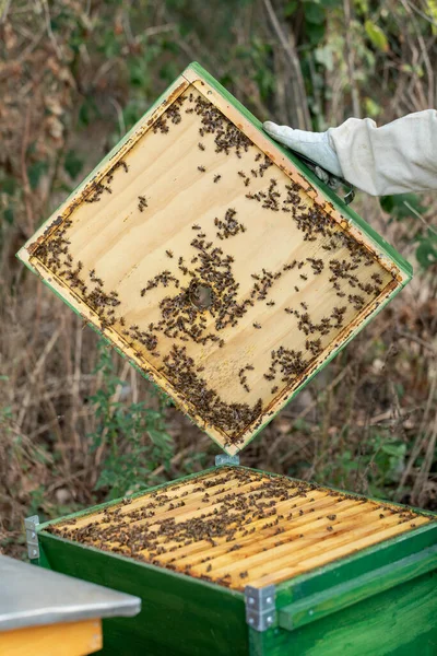 Пчеловод Открывает Зеленый Улей Естественной Пчелиной Колонией Внутри — стоковое фото