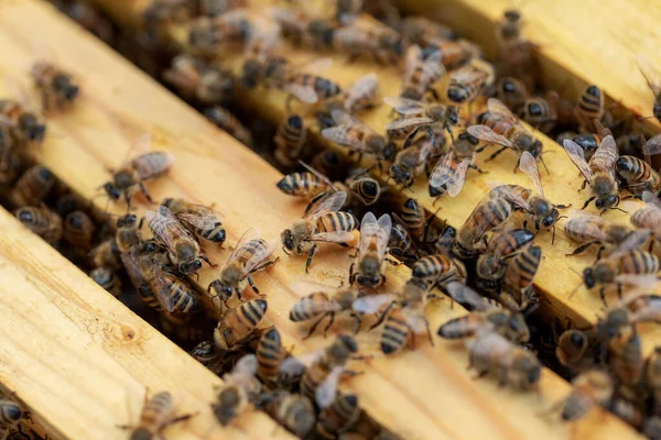 Пчелиная Колония Естественных Сотах — стоковое фото