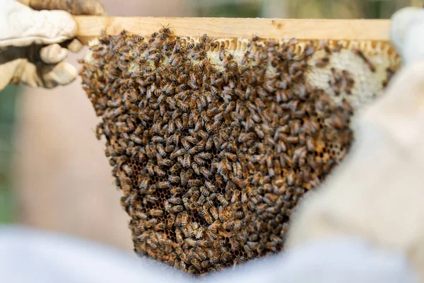 Пчеловод Осматривает Пчелиную Колонию Естественных Сотах — стоковое фото